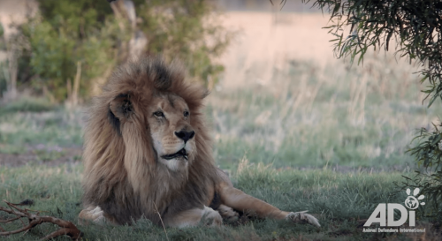 What a Year of Freedom Looks Like For Former Circus Big Cats [Video]