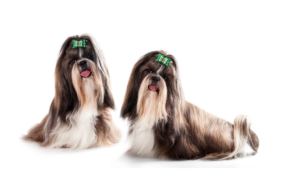 27 Fun Facts About Shih Tzus That You Probably Don’t Know