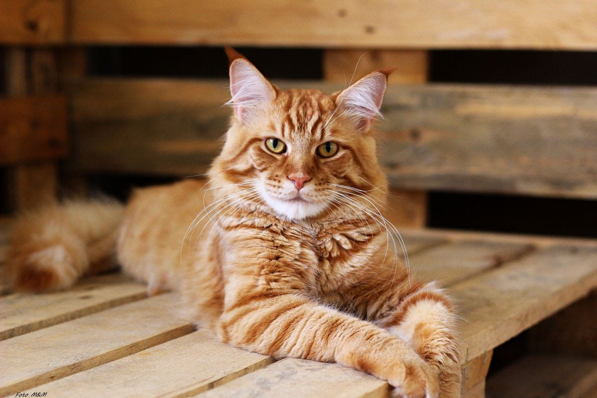 13 Calmest Cat Breeds (2023) | Most Tranquil Felines for Your Home