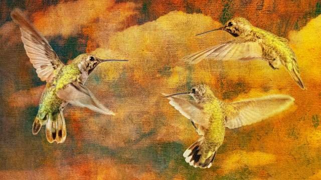 Appreciating nature through slo-mo: Hummingbirds in flight