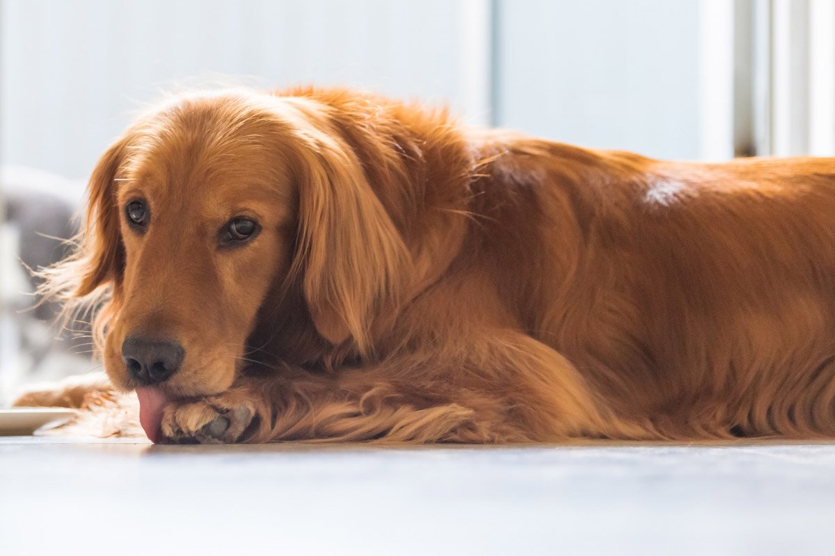 Paw Licking Explained: What It Really Means When Your Dog Can’t Stop