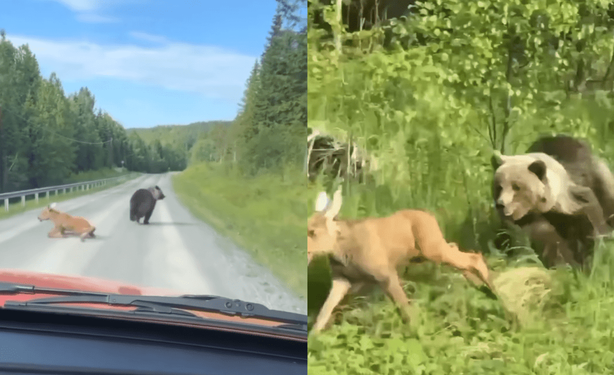 Bear Hunt Interrupted By Driver Who Stumbles Upon Moose Calf Being Mauled In The Road