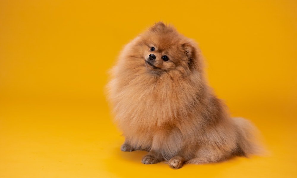 Is Your Pup Living Their Best Life? 10 Signs of a Happy Dog