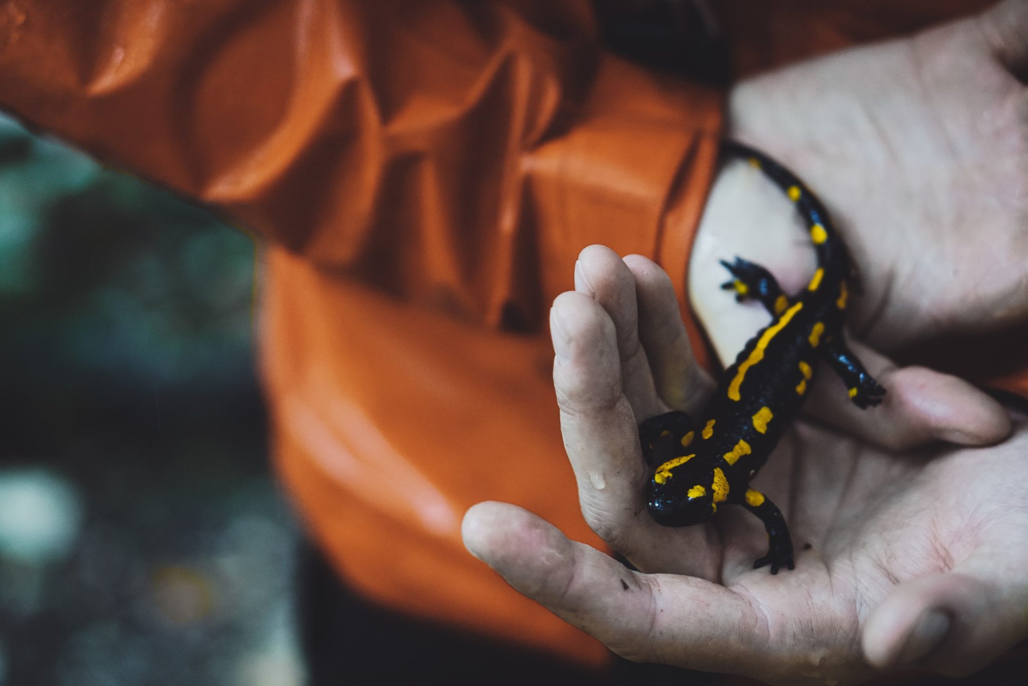 Salamandras paracaidistas: este vídeo demuestra que son perfectamente capaces