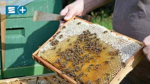 Honig und mehr: Was Imker das ganze Jahr über machen
