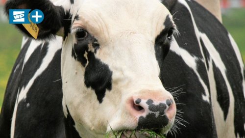 Rinderkrankheit: Veterinäramt erlässt Impfverbot für EN