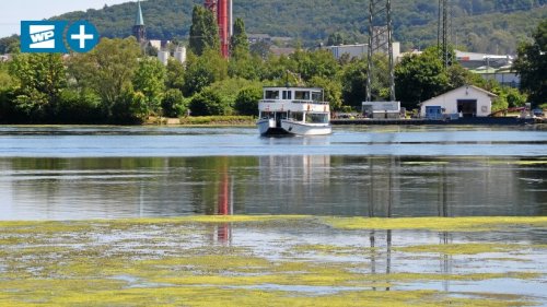 Harkortsee: Routinierter Umgang mit der Wasserpest Elodea
