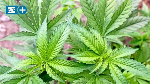 Ennepe-Ruhr: AWo-Geschäftsführer für Cannabis-Legalisierung