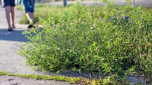 Ambrosia-Pflanze wird zum Risiko für Allergiker im Sauerland