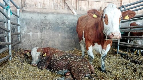 Attendorn: Tierarzt schläfert Jungbullen nach Zugunfall ein