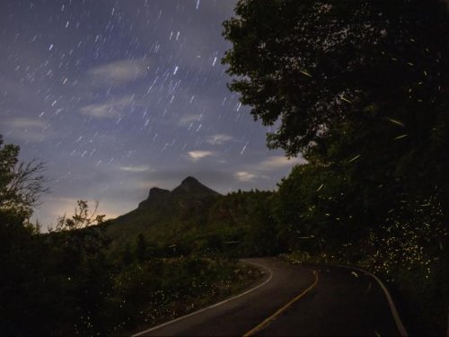 Synchronous fireflies put on light show for visitors in Grandfather Mountain