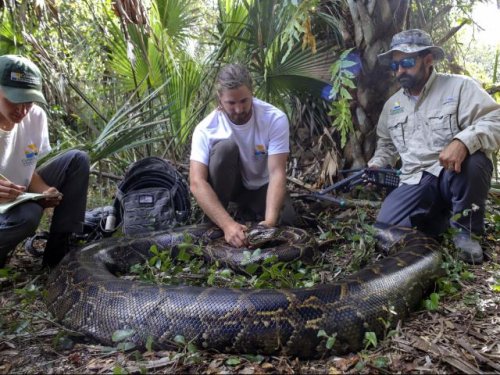 To catch a snake: Largest python found in Everglades signals a threat