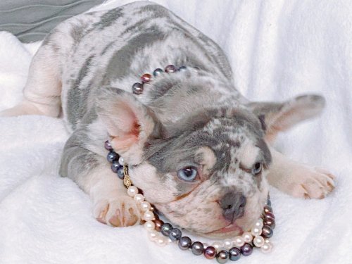 FRENCHIE PUPPIES AVAILABLE NOW!