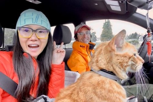Cats on Road Trips: What Could Go Wrong?