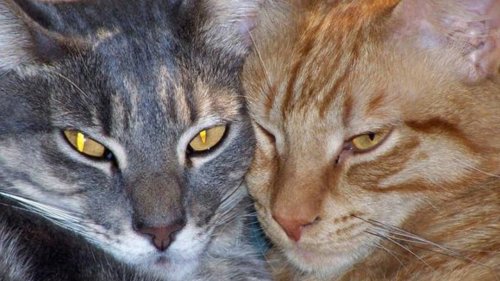 Vermont cat cafe owner destroyed store to save 57 kittens from floodwaters