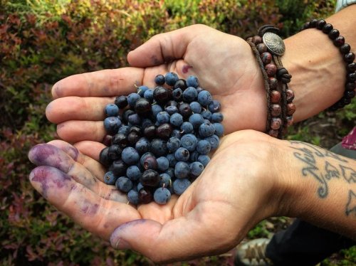 20 Hikes for the Best Berry Picking