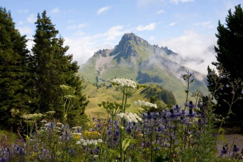 Naturwunder: Die 10 wichtigsten Heilkräuter aus den Bergen