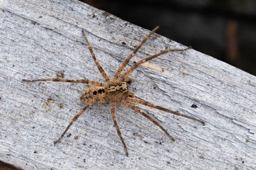 Gruselige Nosferatu-Spinne breitet sich rasant in Deutschland aus - Nur noch hier bist du vor ihr sicher!