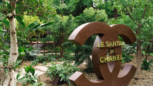 Chanel Shines a Light on Sandalwood at Jardins, Jardin