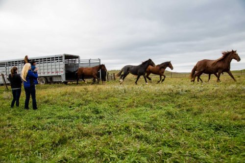 How ‘Rewilding’ Horses Became a Fashionable Climate Solution