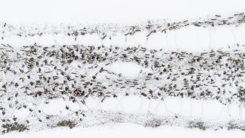 Chronic wasting disease infects 4th elk feedground, this one in Jackson Hole
