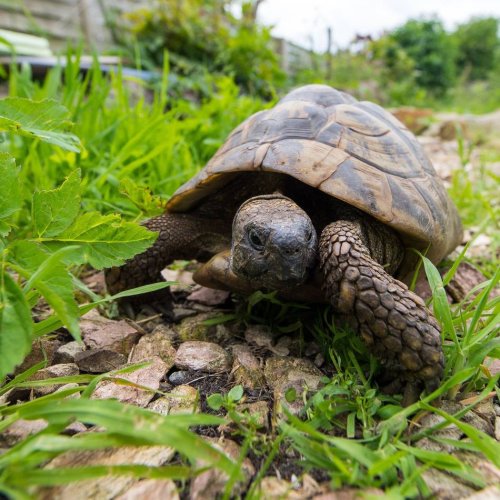 Das tun, das lieber lassen!: Ziemlich aufwendig: So hält man Schildkröten artgerecht