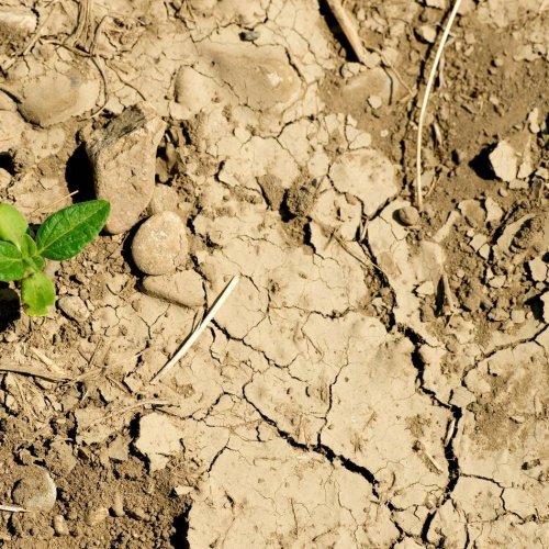 Klima: Landwirtschaft besorgt - wo bleibt der Regen?