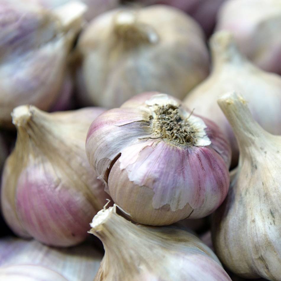 Weite Transportwege: Knoblauch-Kauf: Nahes Herkunftsland ist besser