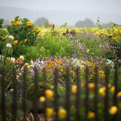 Naturnaher Garten: Statt Rasen: In drei Schritten zur bunten Blumenwiese