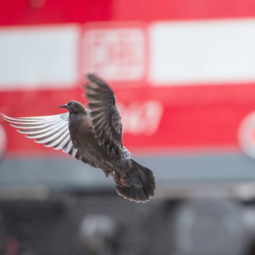 Verschmutzung: Gefahr von oben: Das Taubenproblem am Wuppertaler Hauptbahnhof (Video)