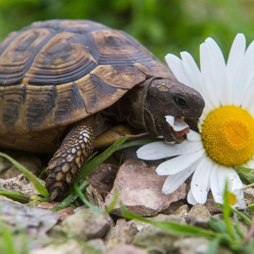 Futter oder kein Futter?: Schildkröte füttern - Diese 5 Fehler sollte man vermeiden