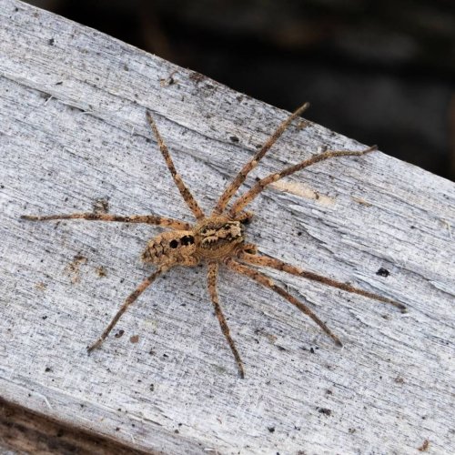Tiere: Nosferatu-Spinne in fast ganz Deutschland verbreitet