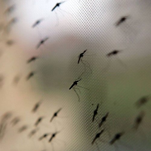 Tropenkrankheit: Malaria-Schutz schon Wochen vor Reise bedenken