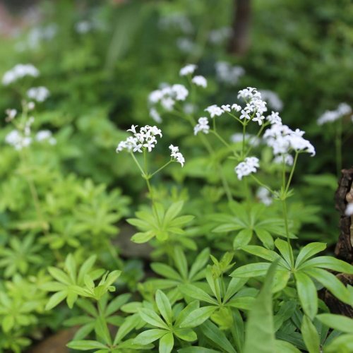 Frühlingskraut: Waldmeister-Aroma: Maibowle schmeckt mit und ohne Alkohol