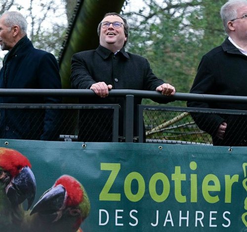 Bedrohte Papageienart: In Wuppertal ausgezeichnet: Der Ara ist das Zootier des Jahres (mit Video)