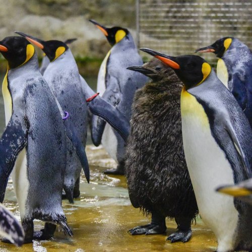 Mitteilung: Grüner Zoo Wuppertal bleibt heute geschlossen