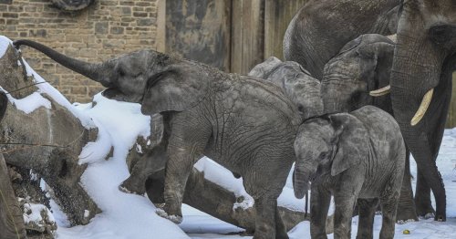 Vorsicht vor gefrorenem Regen auf Wuppertals Straßen - Zoo öffnet zunächst nicht​