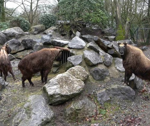 Tierwelt: Takine erobern gemeinsam Kula Kangri im Grünen Zoo Wuppertal