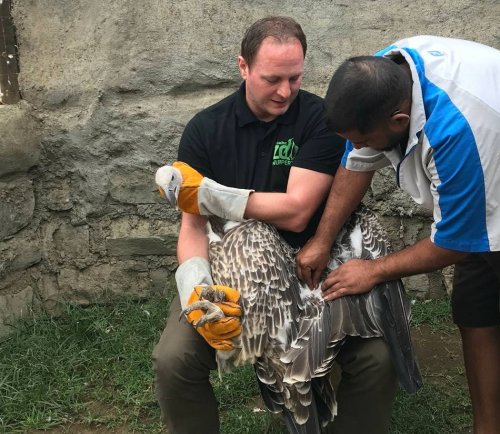 Tierwelt: Wie der Wuppertaler Zoo hilft, vergifteten Geiern in Kenia das Leben zu retten