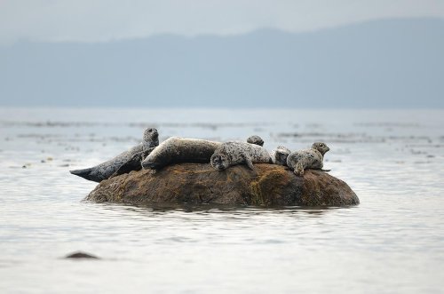A Weekend in Sooke on Vancouver Island | What to See & Do