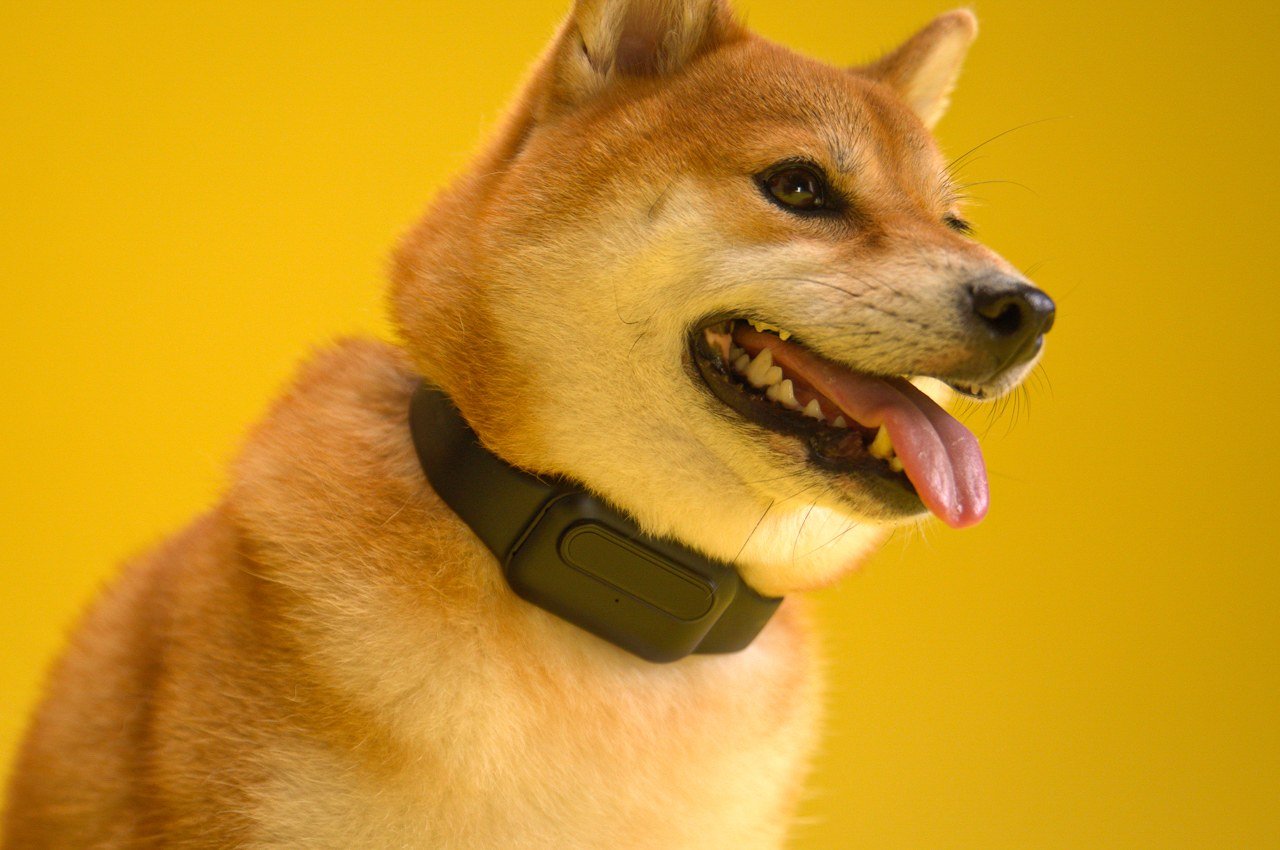 This AI-powered dog bark collar safely trains your furry friend to bark only when necessary
