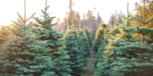 Aaron Johnson: We cut the Christmas Tree today