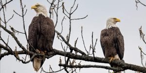 LOOK: Huntsville-area town sees over 30 bald eagles enjoy buffet of fish