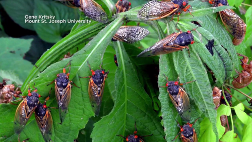 Maps show where trillions of cicadas will emerge in the U.S. this spring