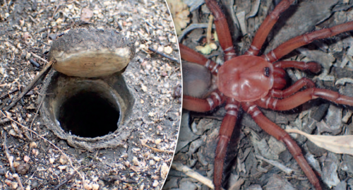 Fears for massive newly-identified spider found living underground in Australia