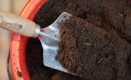 Can You Reuse Potting Soil? Here's What You Need To Know