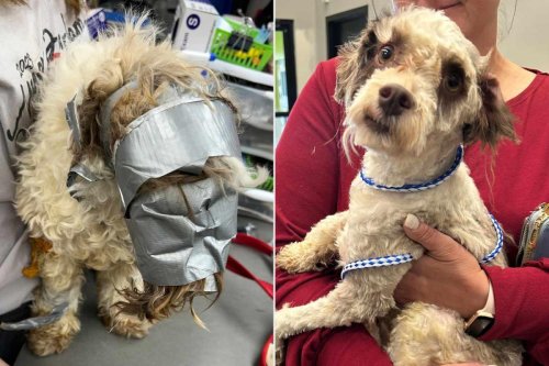 Missing Dog Found with His Face 'Wrapped in Duct Tape' Recovers as Shelter Searches for Answers