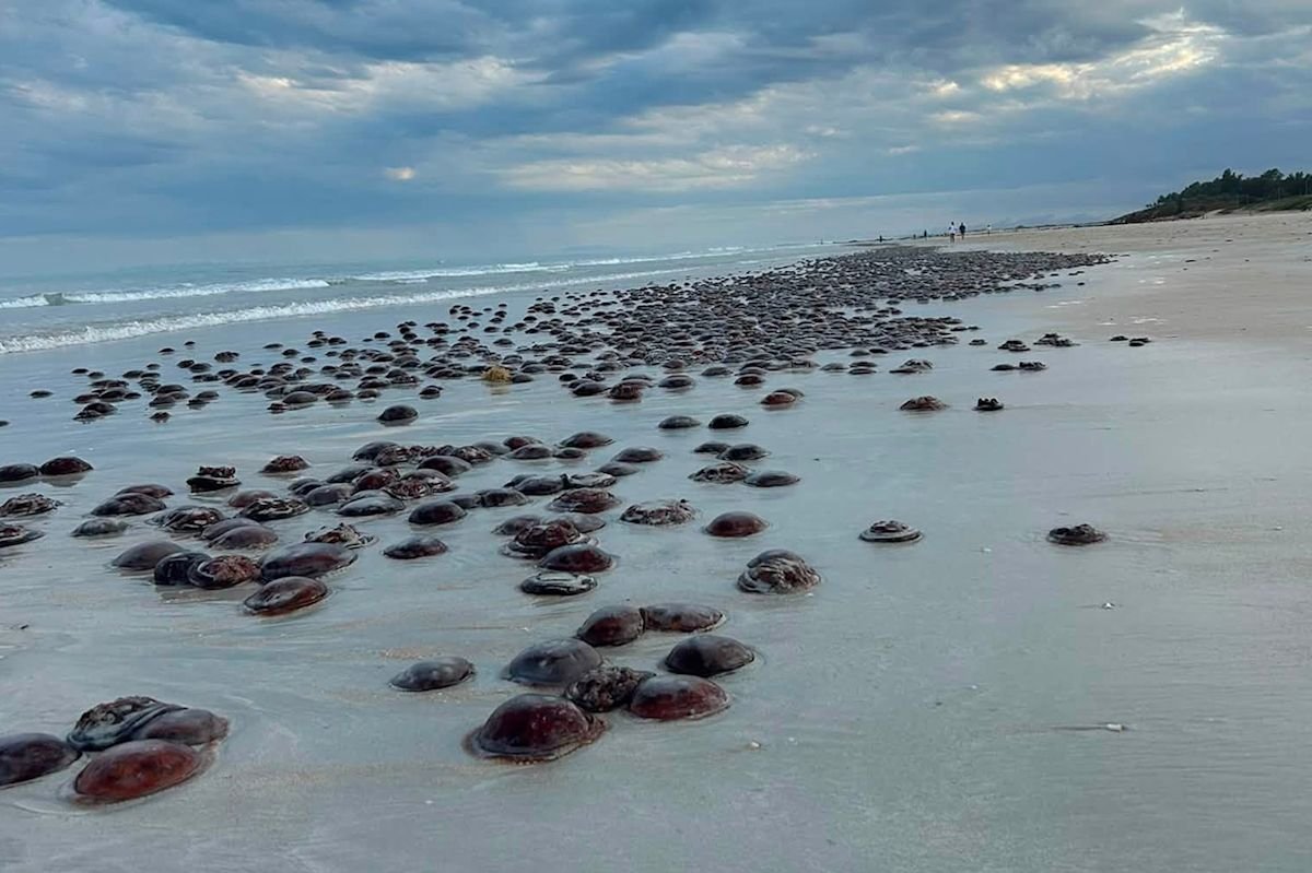 Amazing sight along Aussie beach not seen in 14 years: 'Plague proportions'