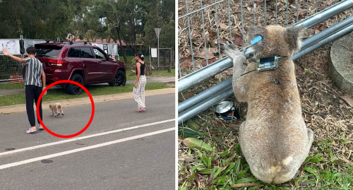 Koala wearing mysterious devices on busy road sparks concern: 'What's going on?