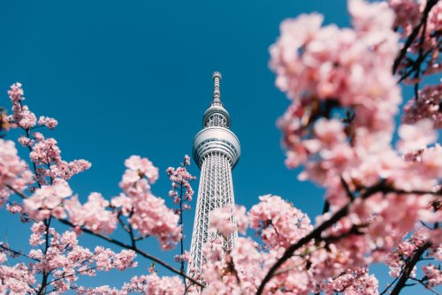 Japan cherry blossom 2023: When and where to see sakura